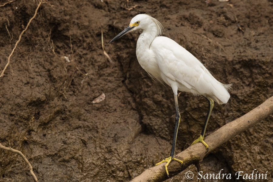 Schmuckreiher (Egretta thula) 01 - Costa Rica