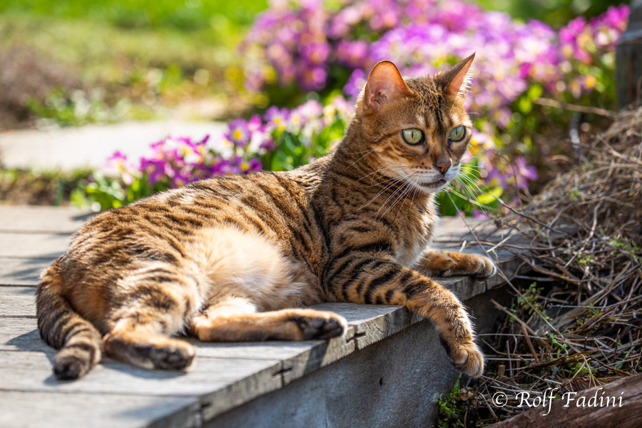Bengal Katze 35 - Katze