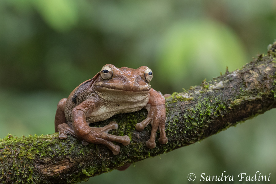 Mexikanischer Laubfrosch (Smilisca baudinii) 01 - Costa Rica