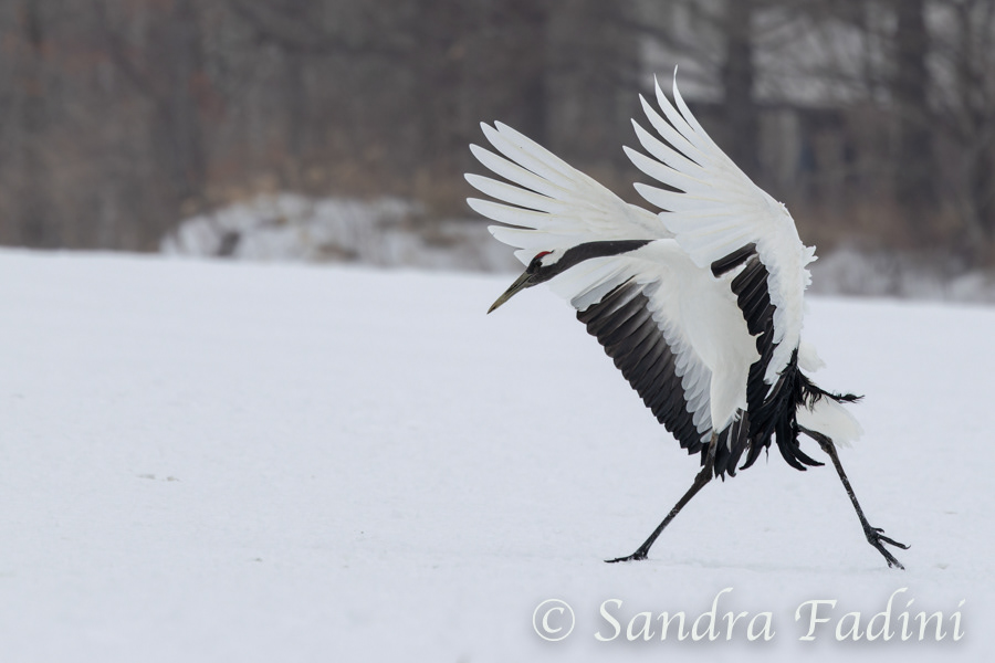 Mandschurenkranich (Grus japonensis) 11 - Japan