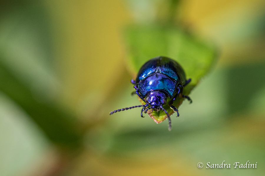 Blauer Erlenblattkäfer (Agelastica aini) 01