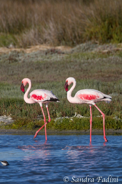 Zwergflamingo (Phoeniconaias minor) 01 - Südafrika