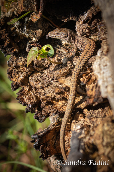 Waldeidechse (Lacerta vivipara) 01