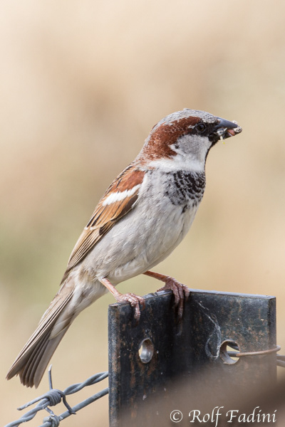 Haussperling (Passer domesticus) 02 - Spanien