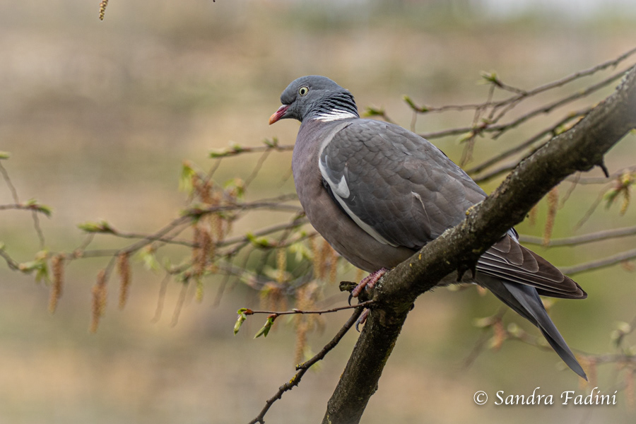 Ringeltaube (Columba palumbus) 02