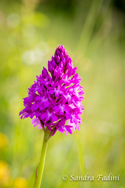 Pyramiden-Knabenkraut (Anacamptis pyramidalis) 03