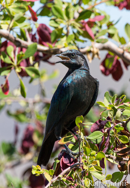 Meves Glanzstar (Lamprotornis mevesii) 02 - Namibia