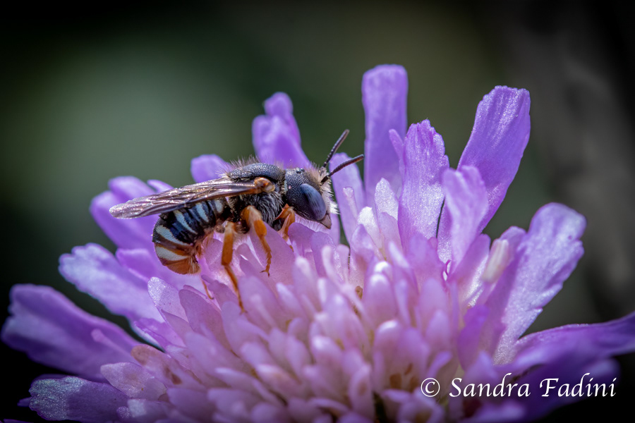 Stengel- Wollbiene (Anthidium nanum) - Österreich