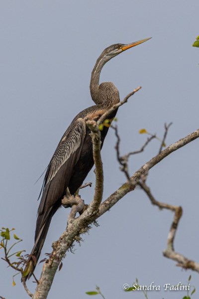 Indischer Schlangenhalsvogel (Anhinga melanogaster) 02 - Sri Lanka