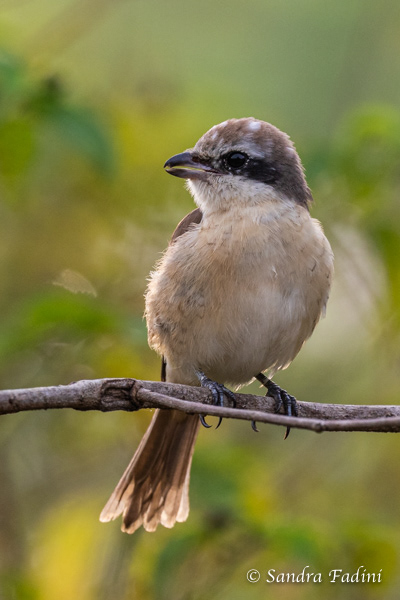Braunwürger (Lanius cristatus) 01 - Sri Lanka