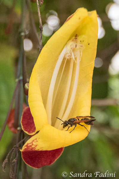 Blüte mit Wespe 01 - Costa Rica
