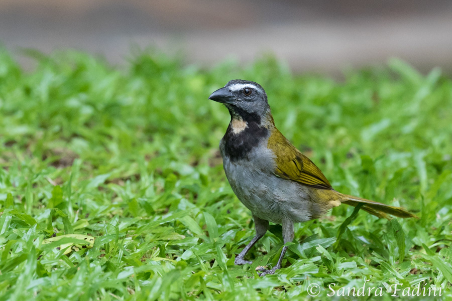 Buntkehl- Saltator (Saltator maximus) 01 - Costa Rica