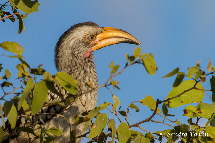 Südlicher Gelbschnabeltoko (Tockus leucomelas) 01 - Namibia