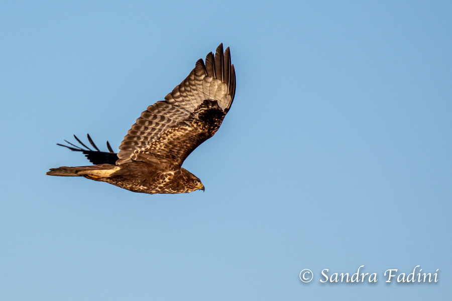 Mäusebussard (Buteo buteo) 01 - im Flug