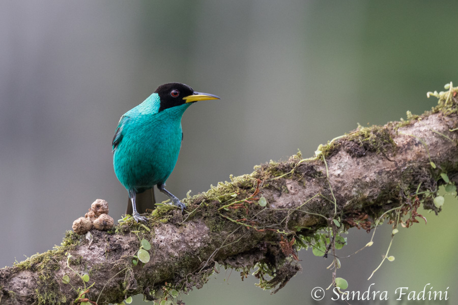 Kappennaschvogel (Chlorophanes spiza) 02 - Männchen (Costa Rica)