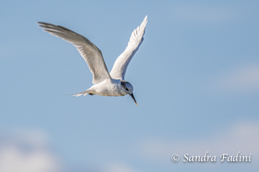 Brandseeschwalbe (Thalasseus sandvicensis) 02 - Italien