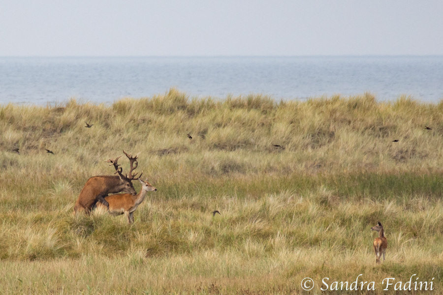 Rothirsch (Cervus elaphus) 11 - Paarung