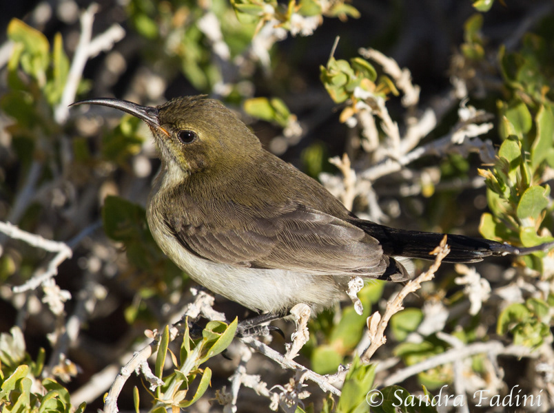 Weissbrust- Sonnenvogel (cinnyris talatala) 04 - Weibchen (Namibia)