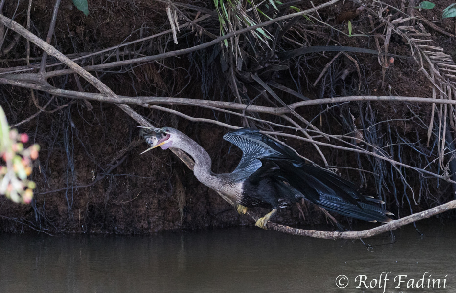 Amerikanische Schlangenhalsvogel (Anhinga anhinga) 12 - mit Fisch (Costa Rica)