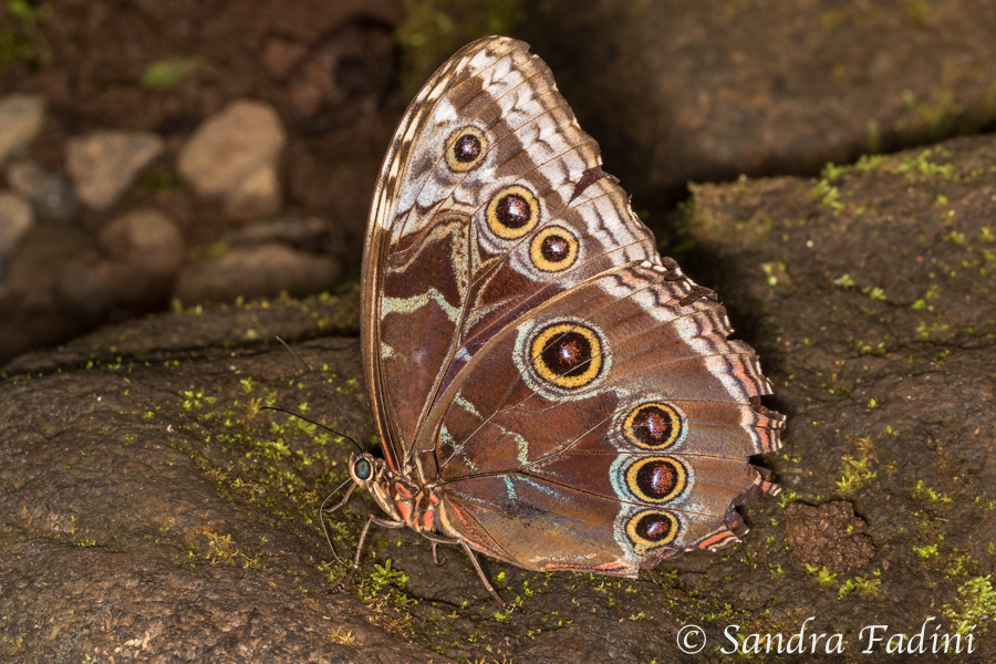 Blauer Morphofalter (Morpho peleides) 01 - Costa Rica