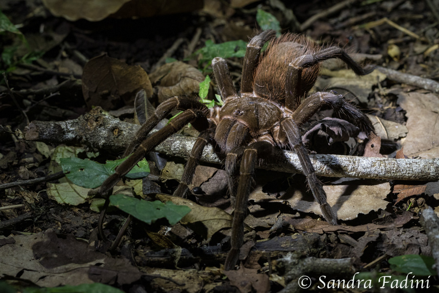 Vogelspinne (Theraphosa blondi) 02 - Costa Rica