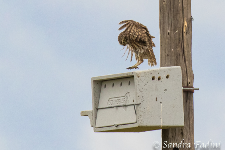 Steinkauz (Athene noctua) 01 - Spanien