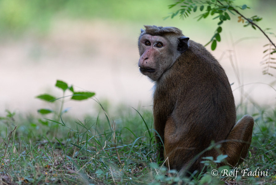 Ceylon-Hutaffe (Macaca sinica) 12 - Sri Lanka