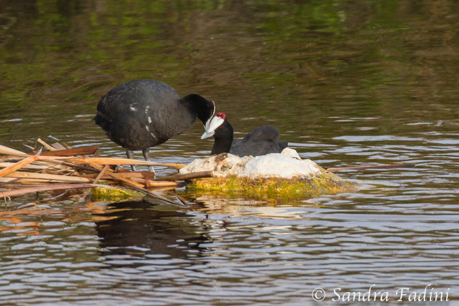 Kammblässhuhn (Fulica cristata) 03 - beim Nestbau (Südafrika)