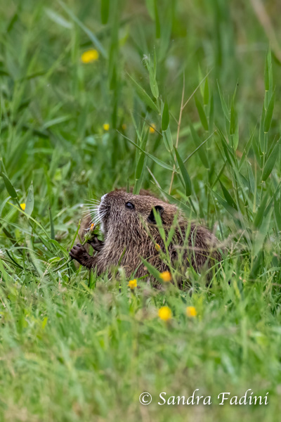 Nutria (Myocastor coypus) 13 - Jungtier (Italien)