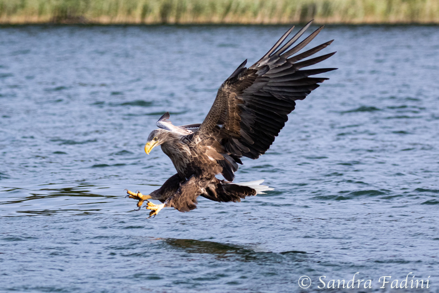 Seeadler (Haliaeetus albicilla) 05