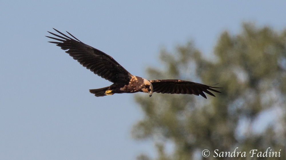 Rohrweihe (Circus aeruginosus) 01
