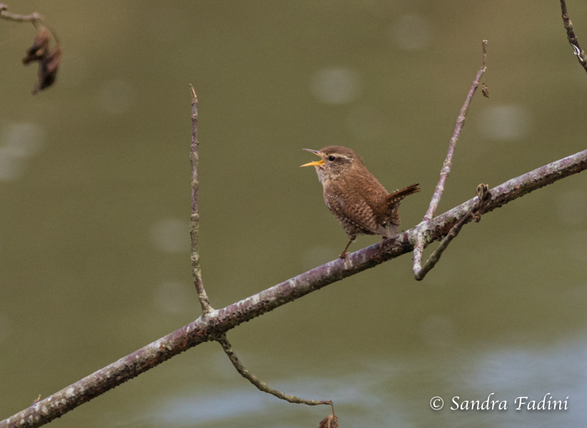 Zaunkönig (Troglodytes troglodytes) 01