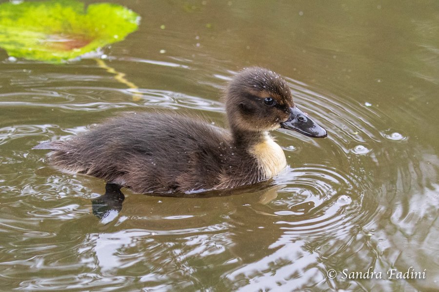 Stockente (Anas platyrhynchos) 11 - Küken