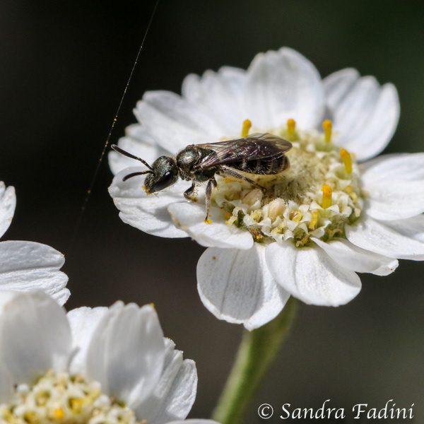 Gemeine Löcherbiene (Heriades truncorum) 01 - auf Sumpf-Schafgarbe (Achillea ptarmica)