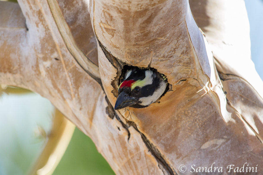 Rotstirn-Bartvogel (Tricholaema leucomelas) 04 - im Nest (Namibia)