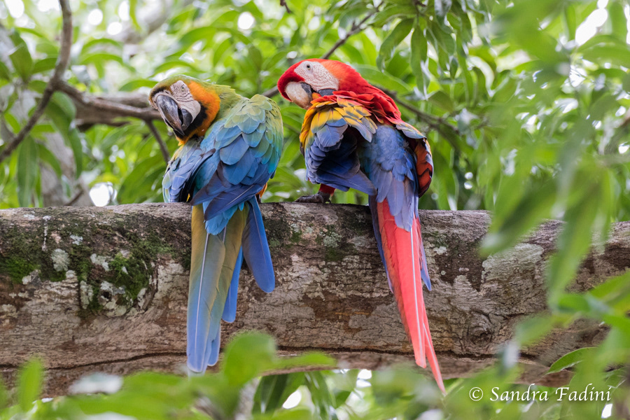 Gelbbrustara (Ara ararauna) & Hellroter Ara (Ara macao) 01 - Costa Rica