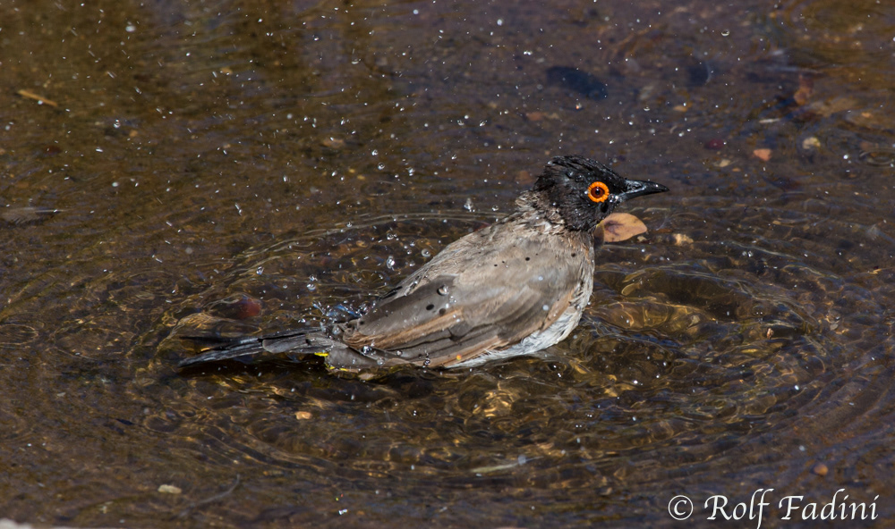 Maskenbülbül (pycnonotus nigricans) 02 - beim Baden (Namibia)
