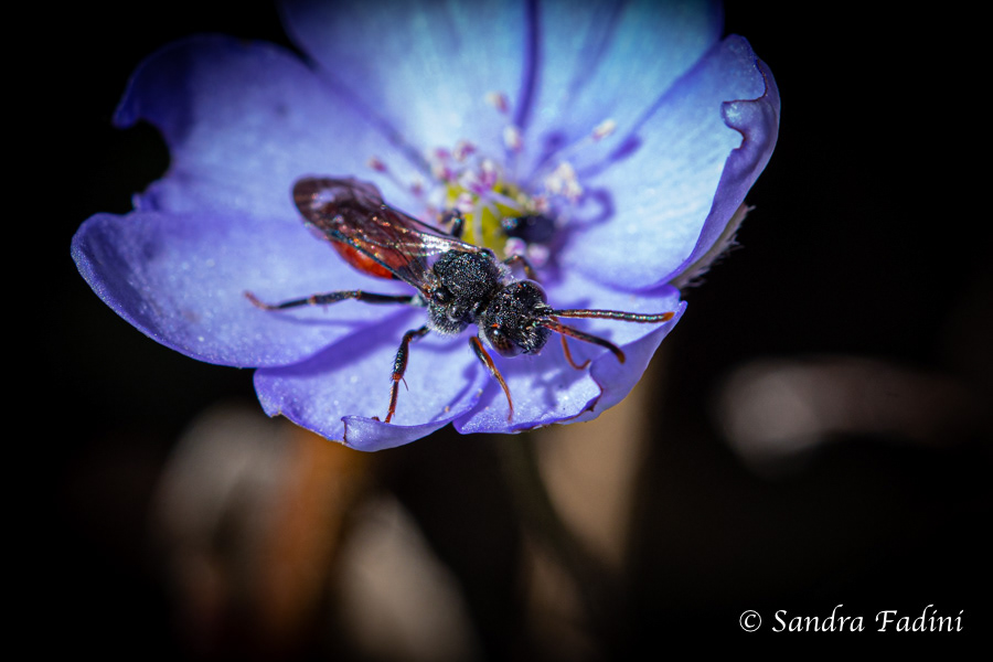 Grosse Blutbiene (Sphecodes albilabris) 01 - auf Leberblümchen (Hepatica nobilis)