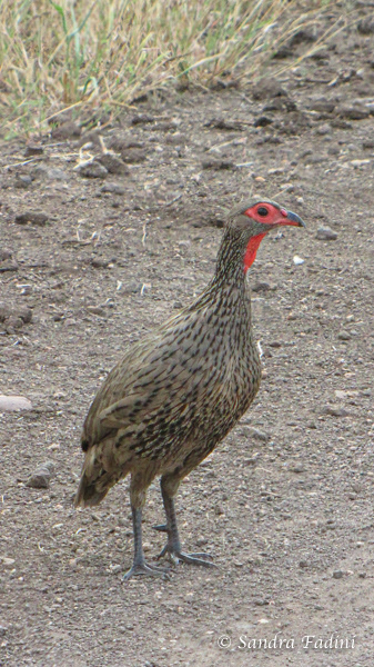 Swainsonfrankolin (Francolinus swainsonii) 01 - Südafrika