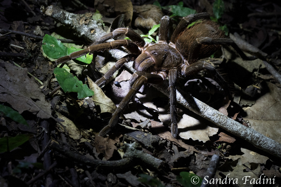 Vogelspinne (Theraphosa blondi) 01 - Costa Rica