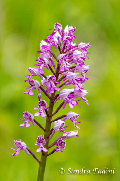 Helm-Knabenkraut (Orchis militaris) 02