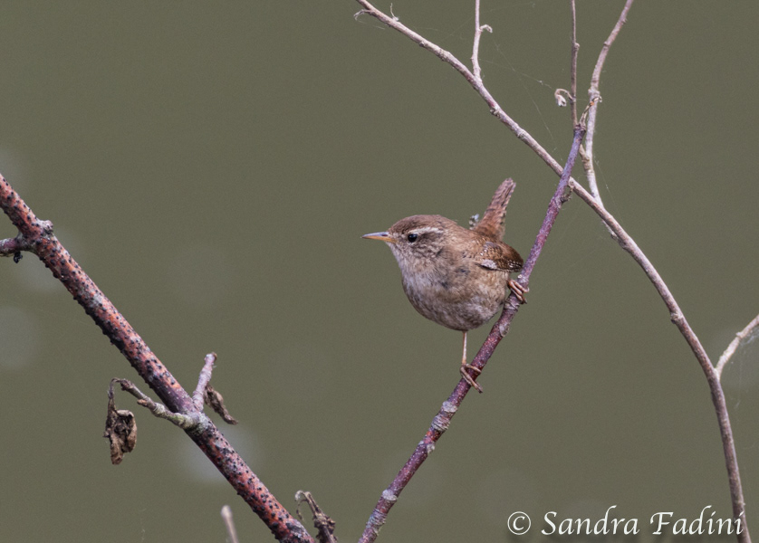 Zaunkönig (Troglodytes troglodytes) 02