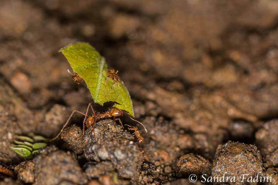 Blattschneiderameise (Atta cephalotes) 01 - Costa Rica