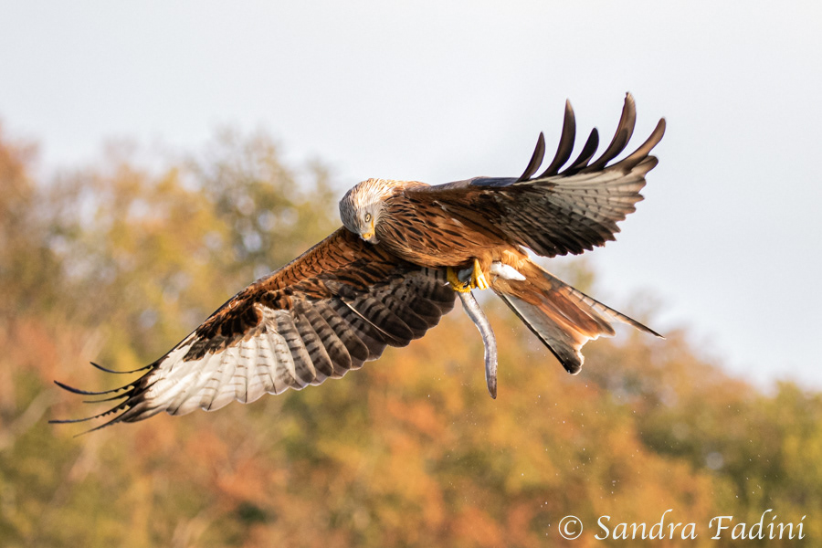 Rotmilan (Milvus milvus) 09
