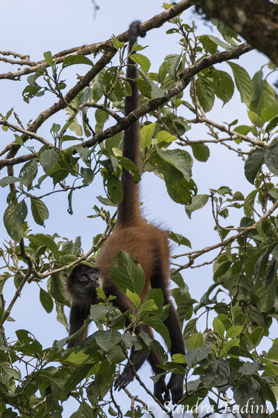 Geoffroy-Klammeraffen (Ateles geoffroyi) 09 - Costa Rica