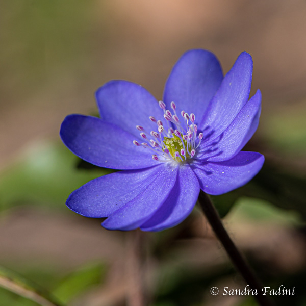 Leberblümchen (Hepatica nobilis) 02