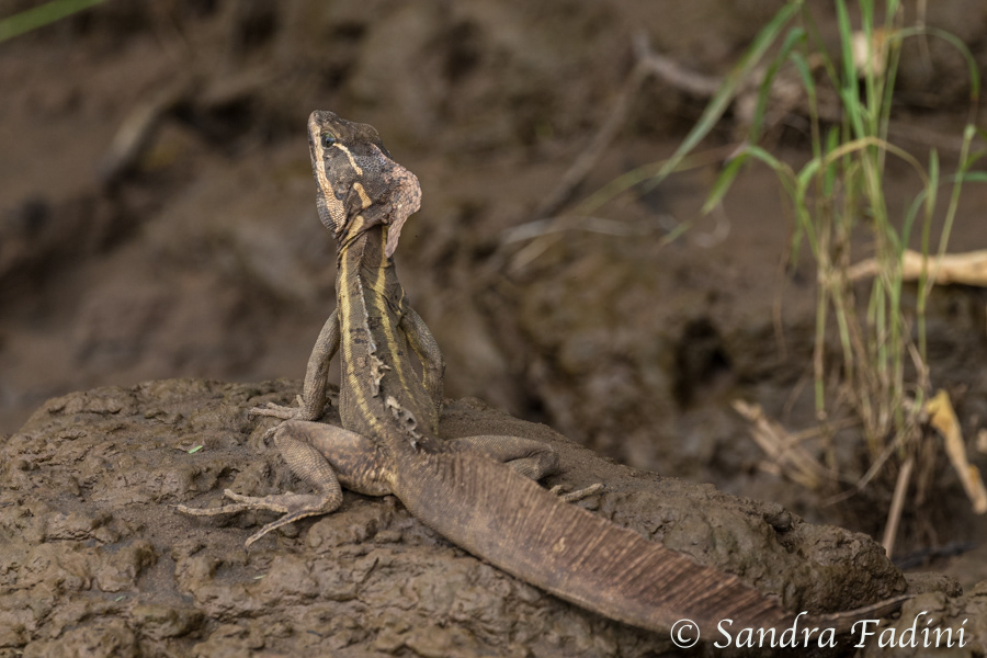 Streifenbasilisk (Basiliscus vittatus) 01 - Costa Rica