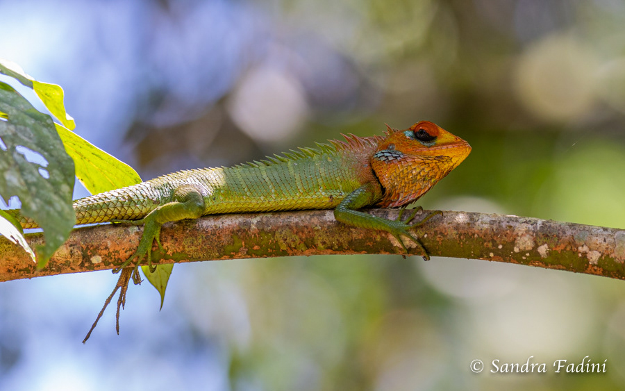 Sägerückenagame (Calotes Calotes) 02 - Männchen (Sri Lanka)