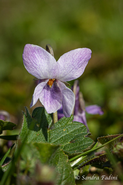 Wald-Veilchen (Viola reichenbachiana) 01