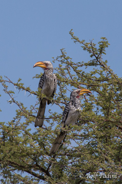 Südlicher Gelbschnabeltoko (Tockus leucomelas) 04 - Namibia